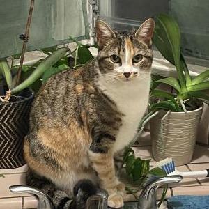 Lost Cat Venus