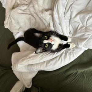 Lost Cat Tucker