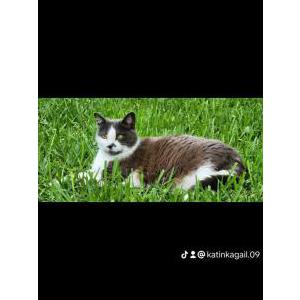 Lost Cat Peppersteak