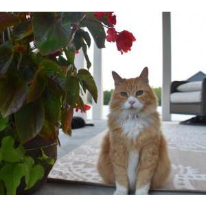 Lost Cat Sully