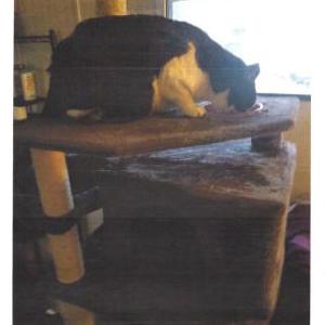 Lost Cat Simon