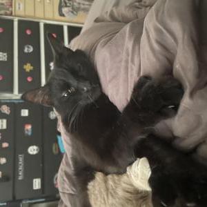 Lost Cat Kiddian