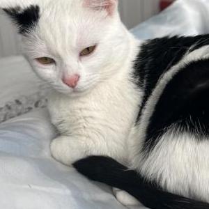 Lost Cat Arzoo