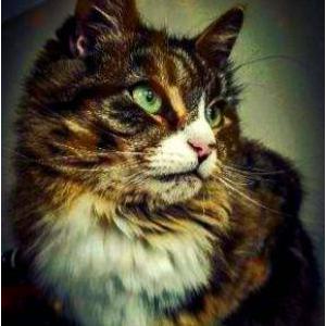 Lost Cat Miakoda