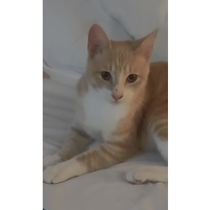 Lost Cat Willow