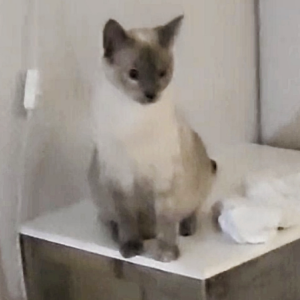Lost Cat Skadi