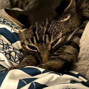 Lost Cat Willie