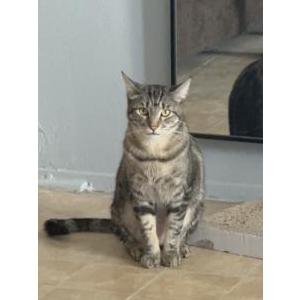 Lost Cat Luna
