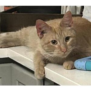 Lost Cat Butters