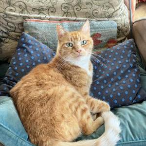 Lost Cat Chester