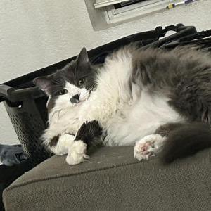Lost Cat Mia