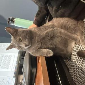 Lost Cat Miso