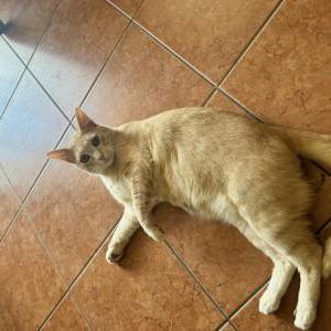 Lost Cat Felix