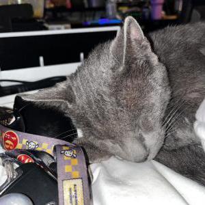 Lost Cat Baloo