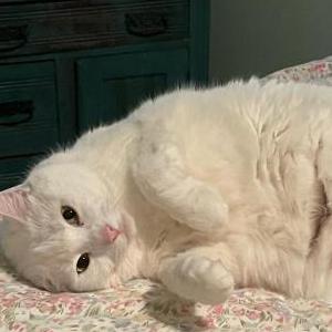 Lost Cat Isabella