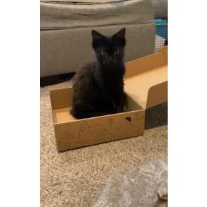 Lost Cat Mia Pinzon
