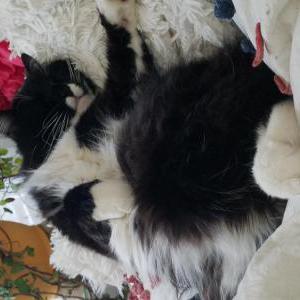 Lost Cat Jones