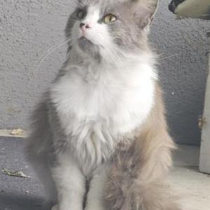 Found Cat Unknown