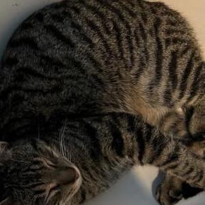 Lost Cat Sunny