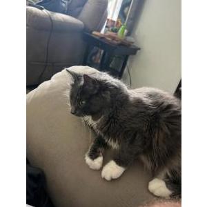 Lost Cat Kat