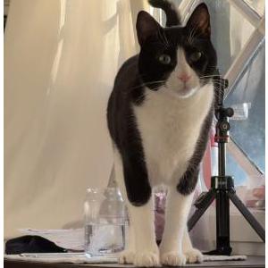 Lost Cat Kisu