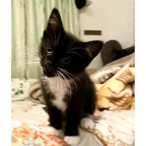 Lost Cat Coco