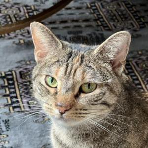 Lost Cat Jedha