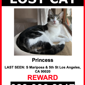 Lost Cat Princess