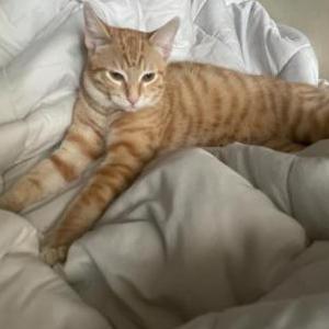 Lost Cat Lucas