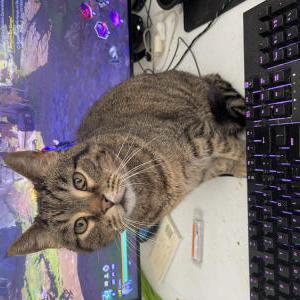 Image of Lulu, Lost Cat