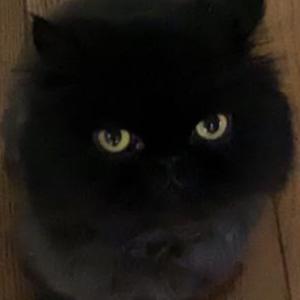 Lost Cat Taco