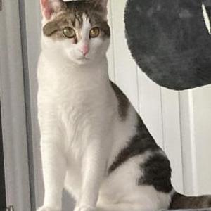 Lost Cat Little One