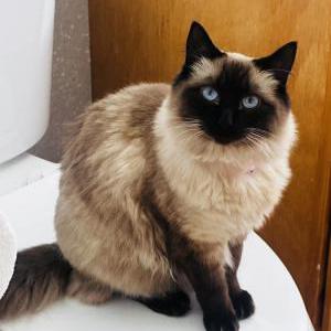 Lost Cat Coco