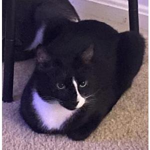Lost Cat Huey