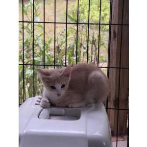 Found Cat Unknown