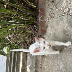 Lost Cat Lucy