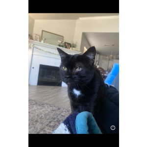Lost Cat Bitty