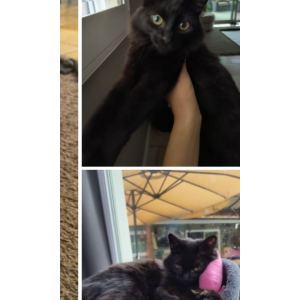 Lost Cat Catillac