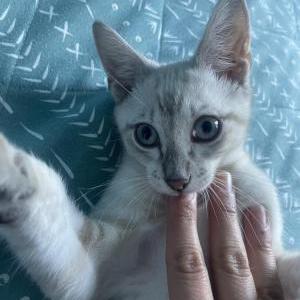 Lost Cat Vegas/Jinx