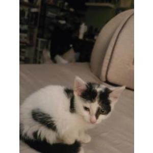 Lost Cat Patchwork