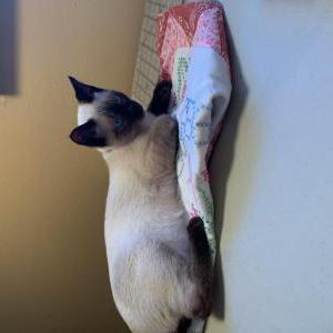 Lost Cat Tumi Tu