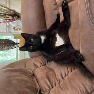 Image of Spooky, Lost Cat
