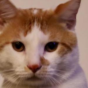 Lost Cat Galen