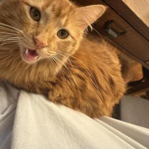 Image of Monte, Lost Cat