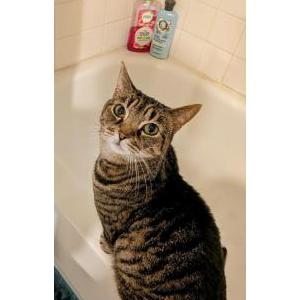 Lost Cat Shanti