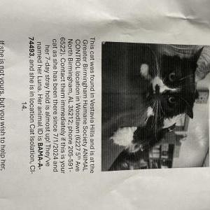 Found Cat Unknown