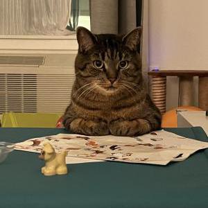 Lost Cat Walle