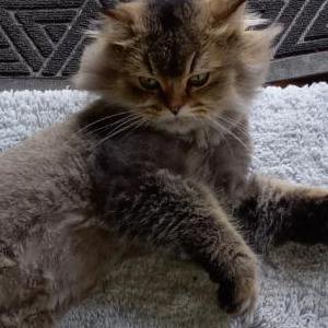 Lost Cat Luna