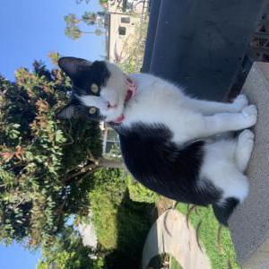 Lost Cat Cleo