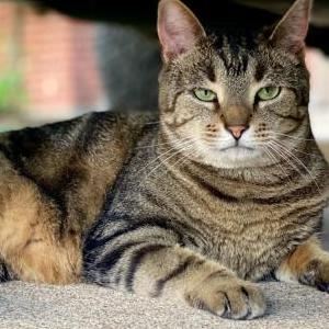 Lost Cat Kiwi